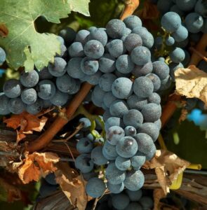 L’Ugivi organizza un convegno per tutelare i vini pugliesi, appuntamento al 18 settembre