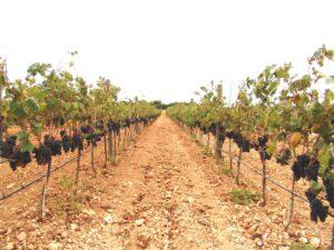 Otto, il vino di Carvinea nato dalla disobbedienza del mercato