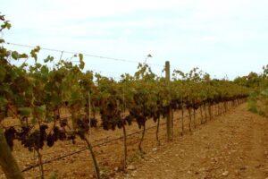 Otto, il vino di Carvinea nato dalla disobbedienza del mercato