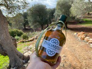 Pugliarello, dalle foglie di ulivo nasce il liquore ai profumi di Puglia