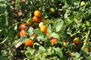 Il pomodoro giallorosso di Crispiano, presidio slow food ora anche sott’olio