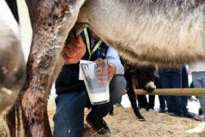 Lamacarvotta, l’azienda che ha fatto del latte d’asina il proprio punto di forza