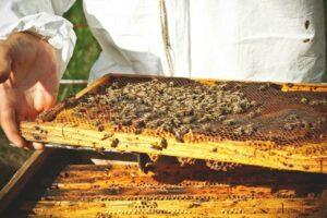 Storia di miele e famiglia all’ombra del Gargano