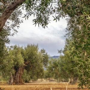 Dario Stefàno: «La Puglia può diventare l’emblema nazionale dell’oleoturismo»