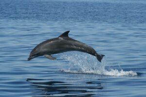 Jonian Dolphin Conservation, l’associazione nata per scoprire e tutelare i delfini del Golfo di Taranto