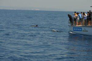 Jonian Dolphin Conservation, l’associazione nata per scoprire e tutelare i delfini del Golfo di Taranto