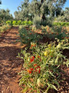 Il Pomodorino di Manduria torna in produzione grazie alla volontà di quattro giovani imprenditori