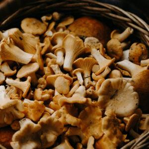 I Cardoncelli, funghi dal sapore inconfondibile e dalla consistenza carnosa