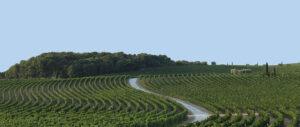 “Amastuola”, il wine resort dai filari di viti a forma di onde