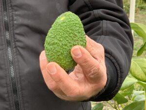 Il cambiamento climatico modifica l’agricoltura: cresce la produzione di avocado in Puglia