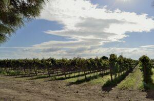 Michele Biancardi: “In Puglia oltre al Primitivo c’è altro da raccontare sul vino”