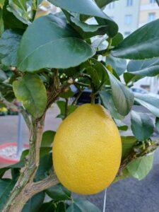 Limone Femminello, l’agrume Igp del Gargano