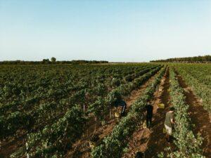 Cantina Amalberga punta tutto sulla Doc Ostuni