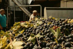 L’enologo Mourad Ouada realizza un bilancio di questa vendemmia in Puglia: «Migliore qualità delle uve al sud e in Puglia sarà un’ottima annata per i vini bianchi»