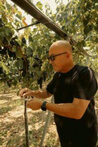 L’enologo Mourad Ouada realizza un bilancio di questa vendemmia in Puglia: «Migliore qualità delle uve al sud e in Puglia sarà un’ottima annata per i vini bianchi»