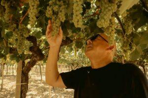 L’enologo Mourad Ouada realizza un bilancio di questa vendemmia in Puglia: «Migliore qualità delle uve al sud e in Puglia sarà un’ottima annata per i vini bianchi»