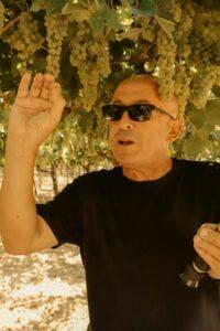 L’enologo Mourad Ouada realizza un bilancio di questa vendemmia in Puglia: «Migliore qualità delle uve al sud e in Puglia sarà un’ottima annata per i vini bianchi»