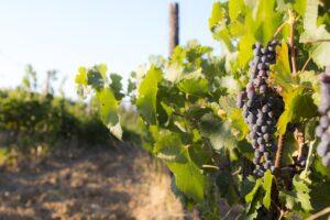 Vendemmia 2024, la parola passa ai produttori che fanno un bilancio della nuova annata in Puglia