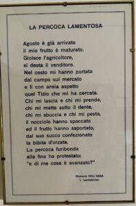 La Percoca di Turi è chiamata anche “Guardaboschi” in onore al suo scopritore