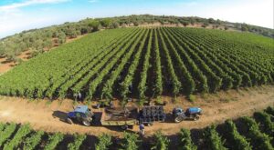 Le aziende longeve come patrimonio del territorio da: Apollonio Vini, Leone de Castris e Cantina Coppola