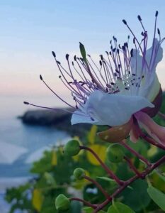 Capperi, una pianta bella e buona da mangiare tipica del Salento