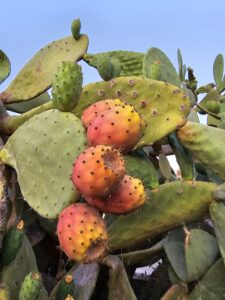 Il fico d’India pugliese, un frutto succulento prodotto in tutta la regione