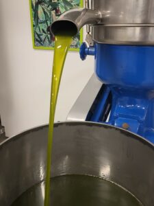 Cresce il consumo di olio extra vergine d’oliva di qualità, la Puglia punta sull’oleoturismo