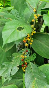Il caffè, un rituale prezioso da provare in Vietnam