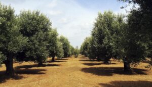 L’agricoltura parla al femminile: storie di impresa dalla Puglia