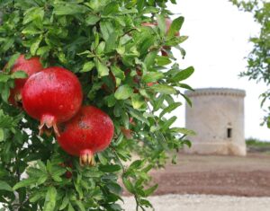 La melagrana: “oro rosso” della Puglia lo dice anche la scienza