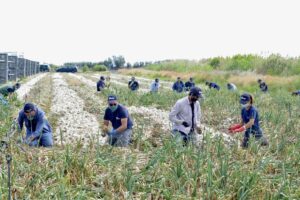 La Cipolla Bianca di Margherita Igp conquista Fruit Logistica e i mercati