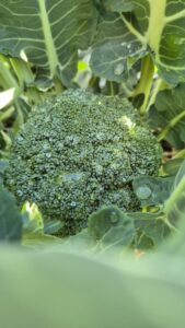 AgroBioDiversity, il modello agricolo a ciclo chiuso creato a Conversano da due imprenditrici del Nord