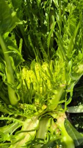 AgroBioDiversity, il modello agricolo a ciclo chiuso creato a Conversano da due imprenditrici del Nord