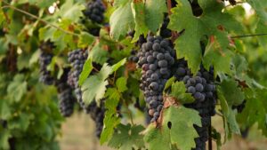 Roberto Giacobbo realizza il suo sogno in Puglia: produrre vino, così nasce “Torreclava”