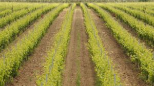 Roberto Giacobbo realizza il suo sogno in Puglia: produrre vino, così nasce “Torreclava”