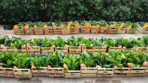 Cos’è la ràkene e perché oggi è un simbolo di rivoluzione agricola