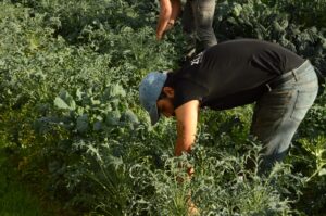 Cos’è la ràkene e perché oggi è un simbolo di rivoluzione agricola
