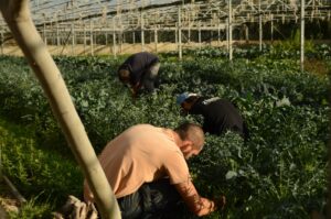 Cos’è la ràkene e perché oggi è un simbolo di rivoluzione agricola