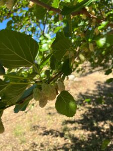 Il gelso di Puglia: il viaggio di un frutto che torna protagonista