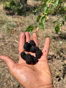 Il gelso di Puglia: il viaggio di un frutto che torna protagonista