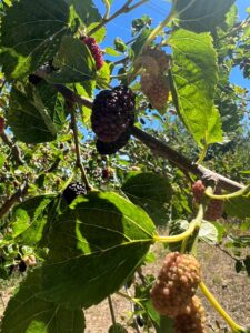 Il gelso di Puglia: il viaggio di un frutto che torna protagonista