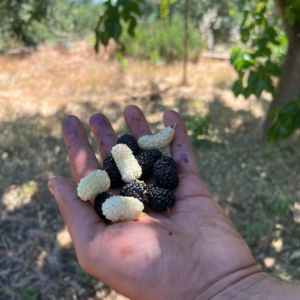 Il gelso di Puglia: il viaggio di un frutto che torna protagonista