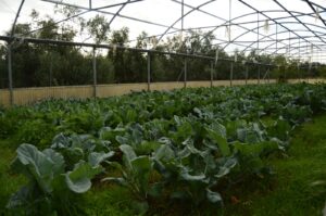 Cos’è la ràkene e perché oggi è un simbolo di rivoluzione agricola