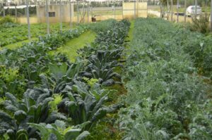 Cos’è la ràkene e perché oggi è un simbolo di rivoluzione agricola