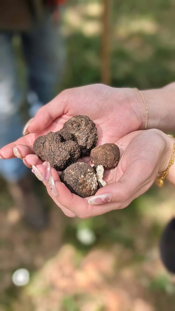 Il tartufo non &egrave; altro che un fungo ipogeo